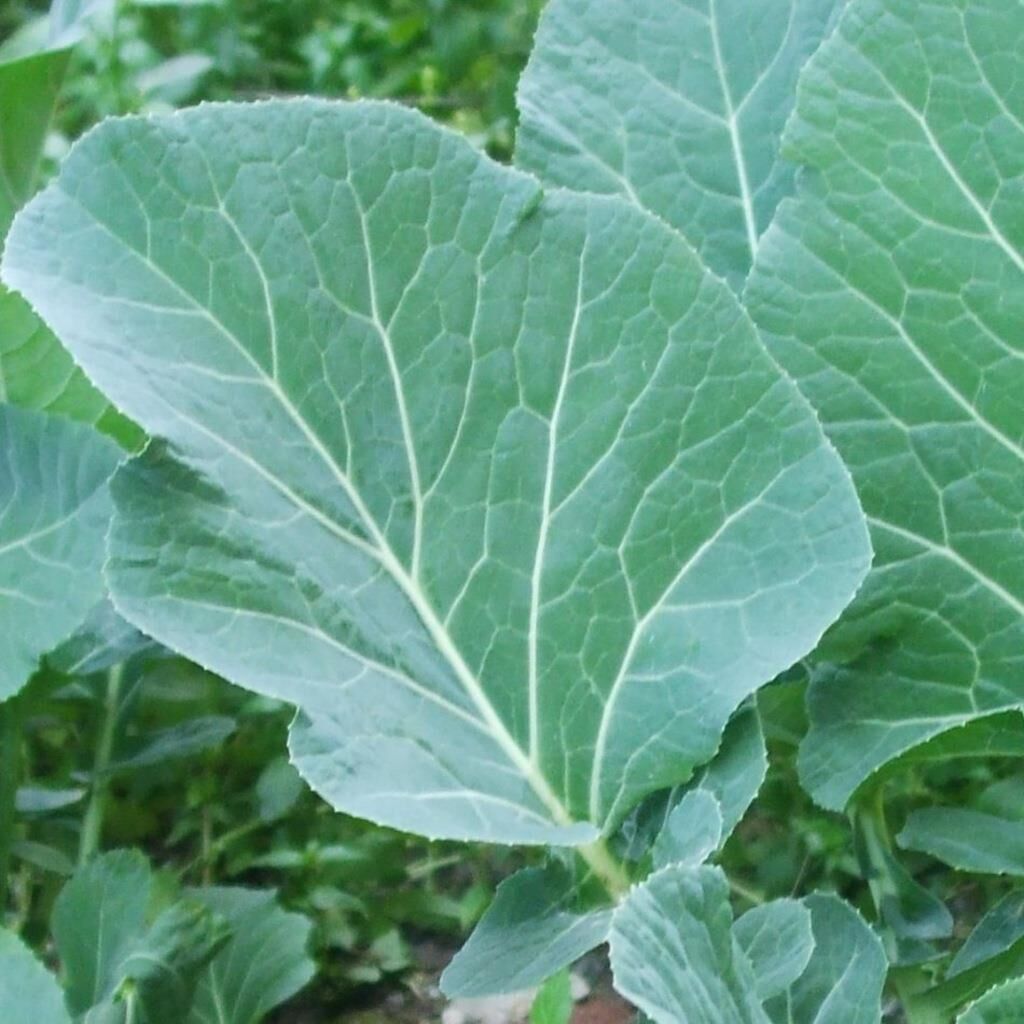 Yerli Ata Tohumu Karadeniz Lahanası 100 Adet