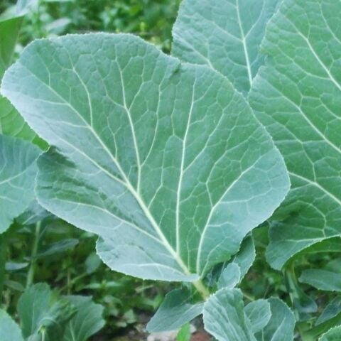 Yerli Ata Tohumu Karadeniz Lahanası 100 Adet