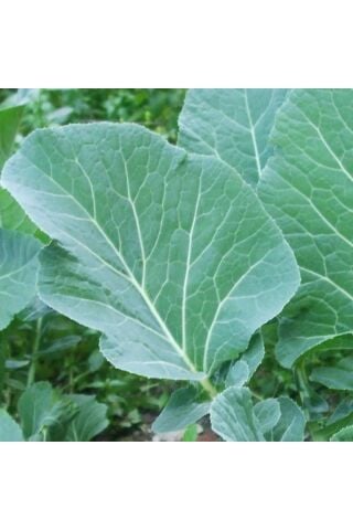 Yerli Ata Tohumu Karadeniz Lahanası 100 Adet