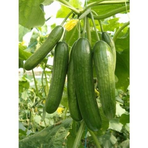 Yerli Ata Tohumu Çengelköy Salatalık 25 Adet