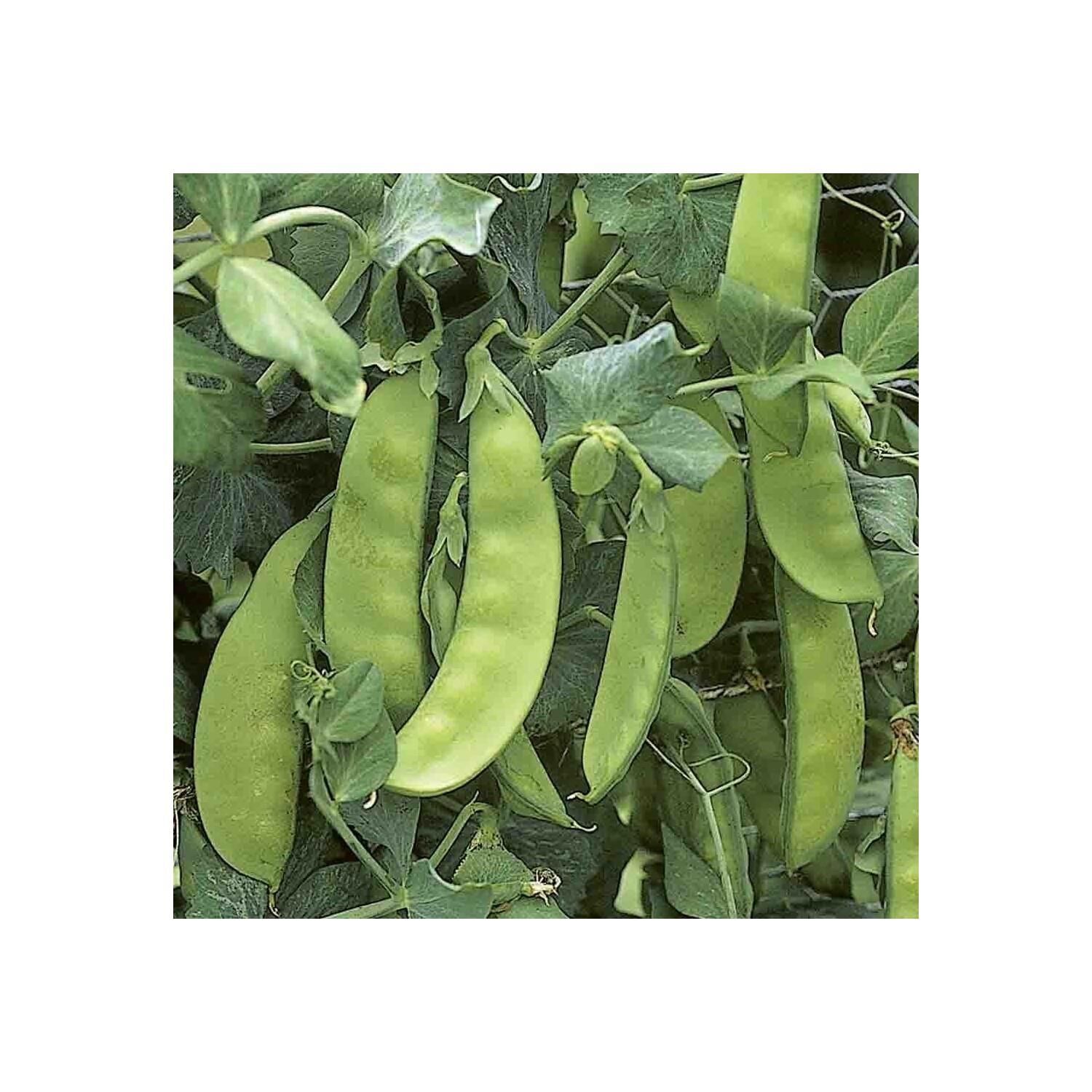 Yerli Ata Tohumu Yaprak Bezelye 25 Gr