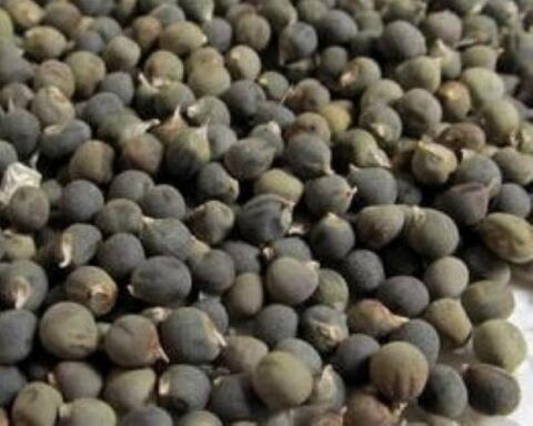 Yerli Ata Tohumu Kınalı Bamya 10 Adet