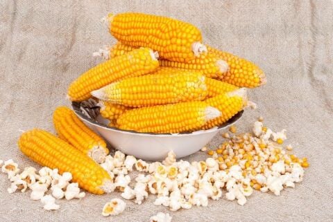 Yerli Ata Tohumu Patlayan Mısır 25 Gr