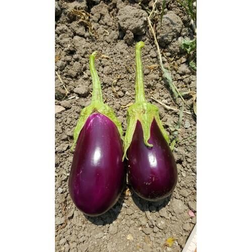 Yerli Ata Tohumu Adana Dolmalık Patlıcan 50 Adet