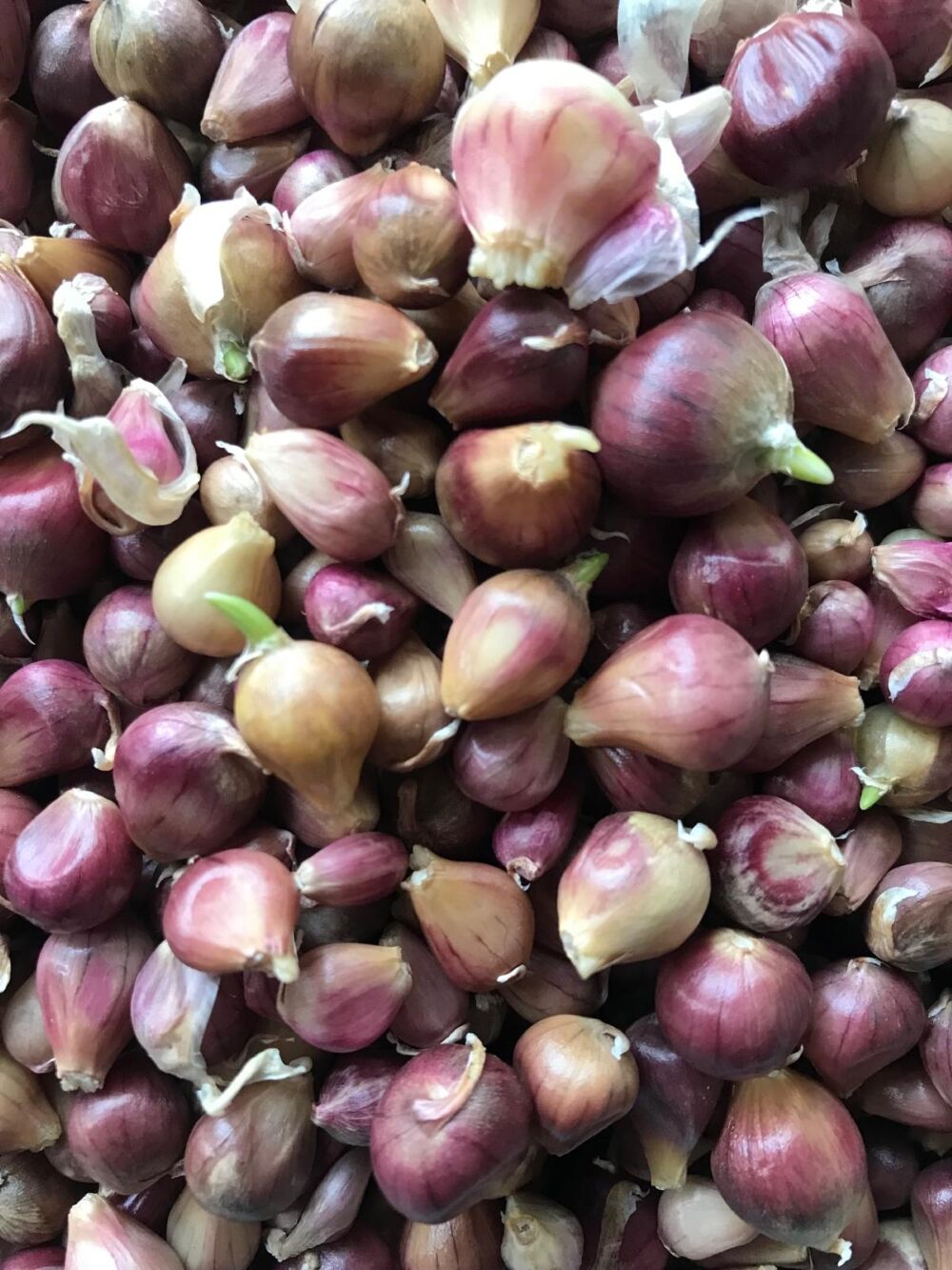 TEK DİŞ YERLİ SARIMSAK TOHUMU (ARPACIK) 500 GR TOHUM
