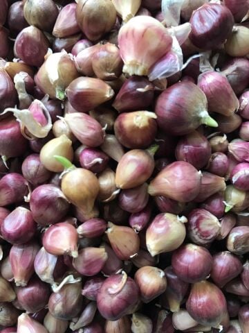 TEK DİŞ YERLİ SARIMSAK TOHUMU (ARPACIK) 500 GR TOHUM