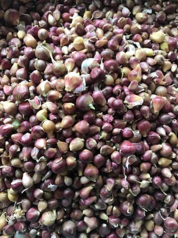 TEK DİŞ YERLİ SARIMSAK TOHUMU (ARPACIK) 500 GR TOHUM