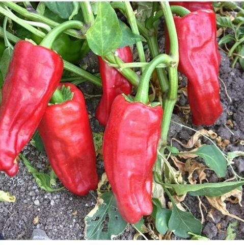 Yerli Ata Tohumu Acı Urfa Biberi 50 Adet