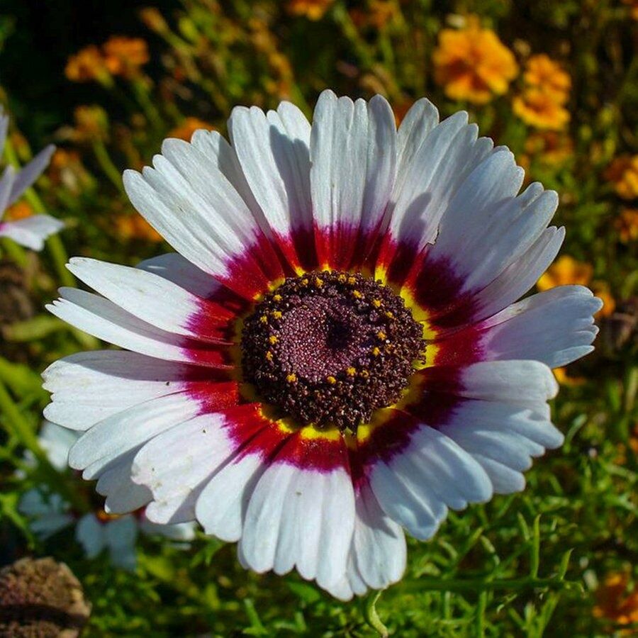 Karışık White Kasımpatı Çiçeği Tohumu20 Tohum N114344