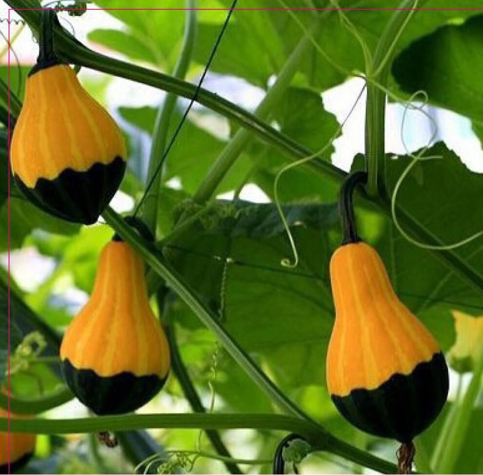 Yerli Ata Tohumu Ampul Süs Kabağı 3 Adet