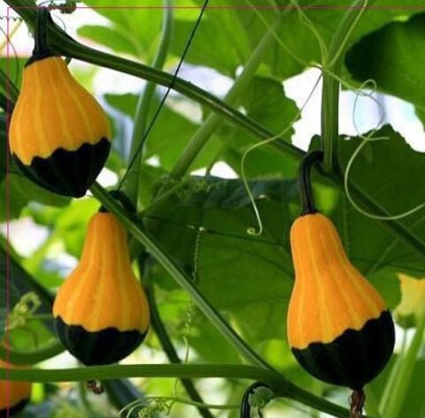 Yerli Ata Tohumu Ampul Süs Kabağı 3 Adet