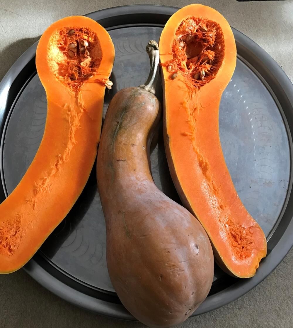 Yerli Ata Tohumu Ampul Bal Kabağı 5 Adet