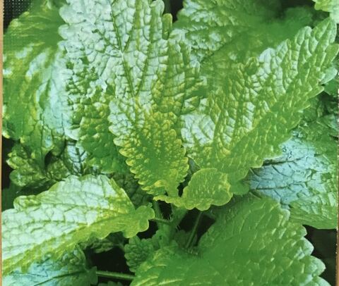 Yerli Ata Tohumu Melisa 10 Adet