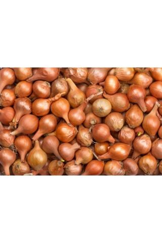 Karahasanoğlu Tarım Yerli Arpacık Soğan 3 Numara (1 KG)