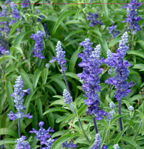 Yerli Ata Tohumu Adaçayı 10 Adet