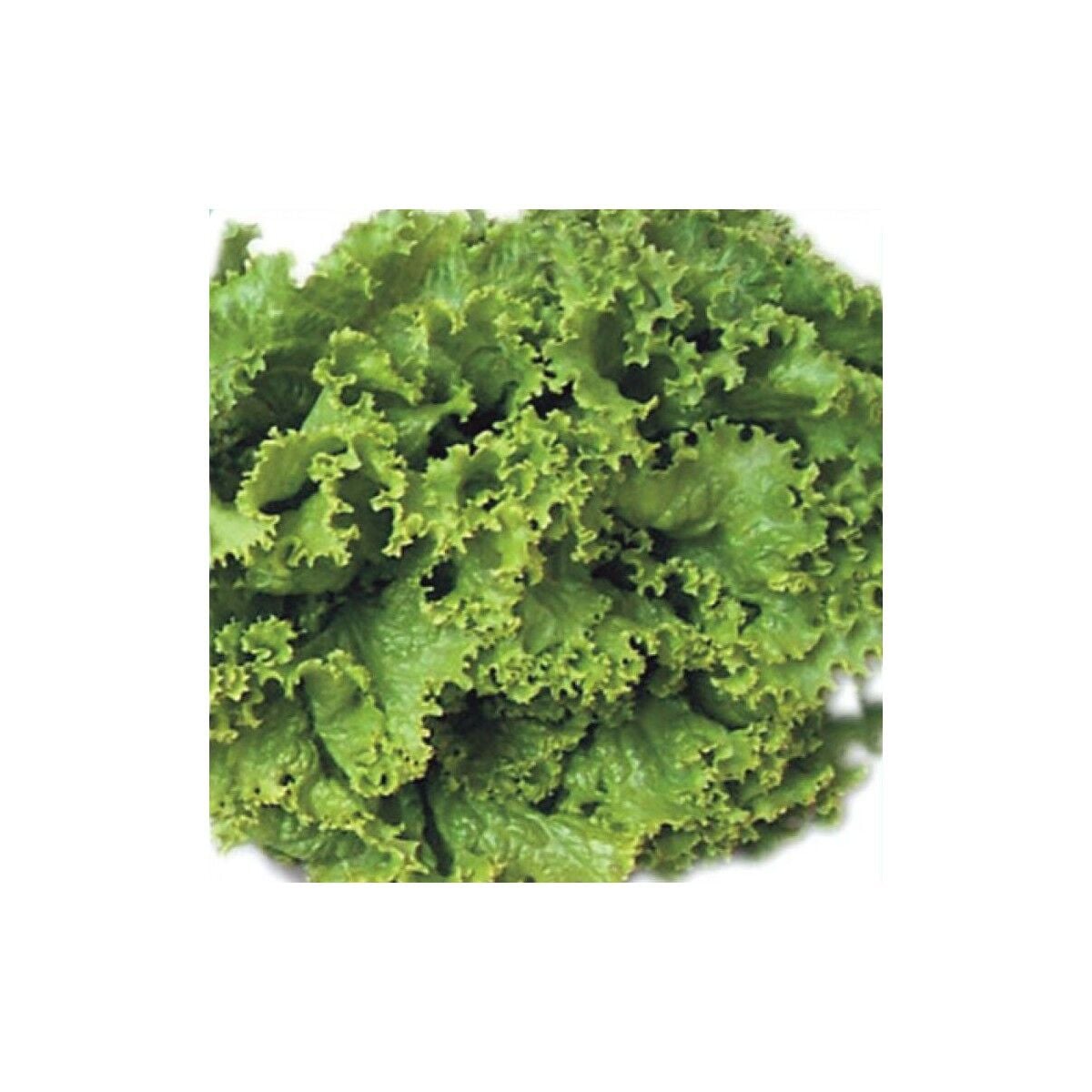 Marul Tohumu Yerli Iri Kıvırcık 5 Gram