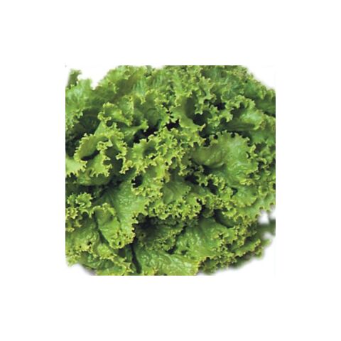 Marul Tohumu Yerli Iri Kıvırcık 5 Gram