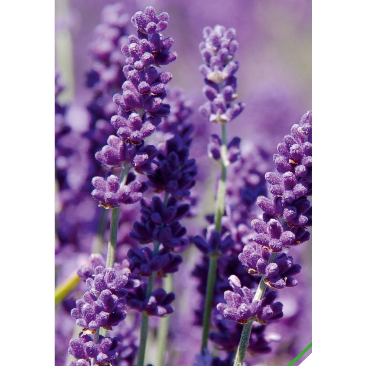 Lavanta (Lavandula) Çiçek Tohumu 100 Adet
