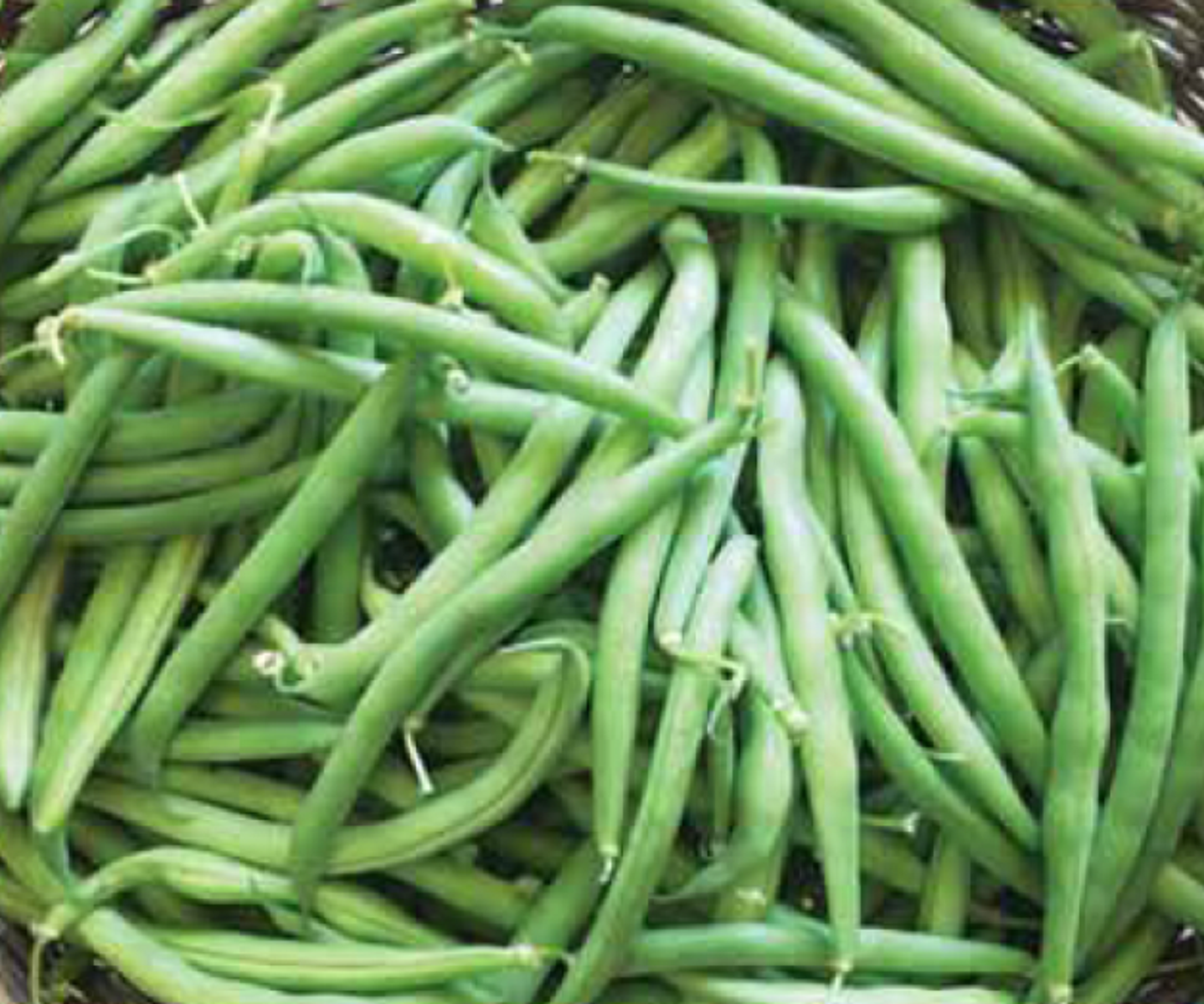 YERLİ GÜZLÜK OTURAK FASULYE TOHUMU 100 GR