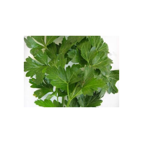 D`Giant İtaliana Maydanoz (İthal) 10 Gram