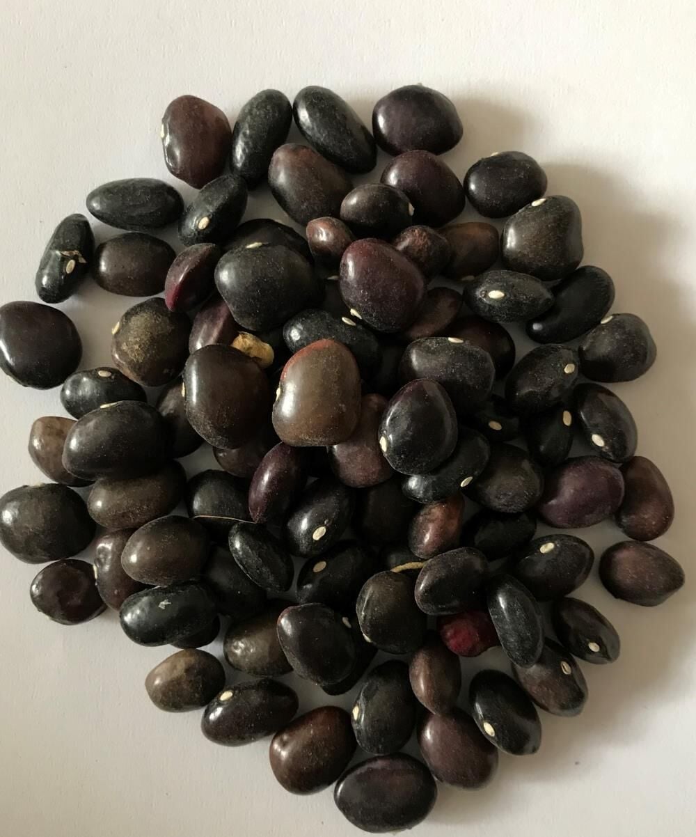 Yerli Ata Tohumu Sırık Uzun-Enli Turşuluk Fasulye 25 Gr (Mor)