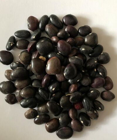 Yerli Ata Tohumu Sırık Uzun-Enli Turşuluk Fasulye 25 Gr (Mor)