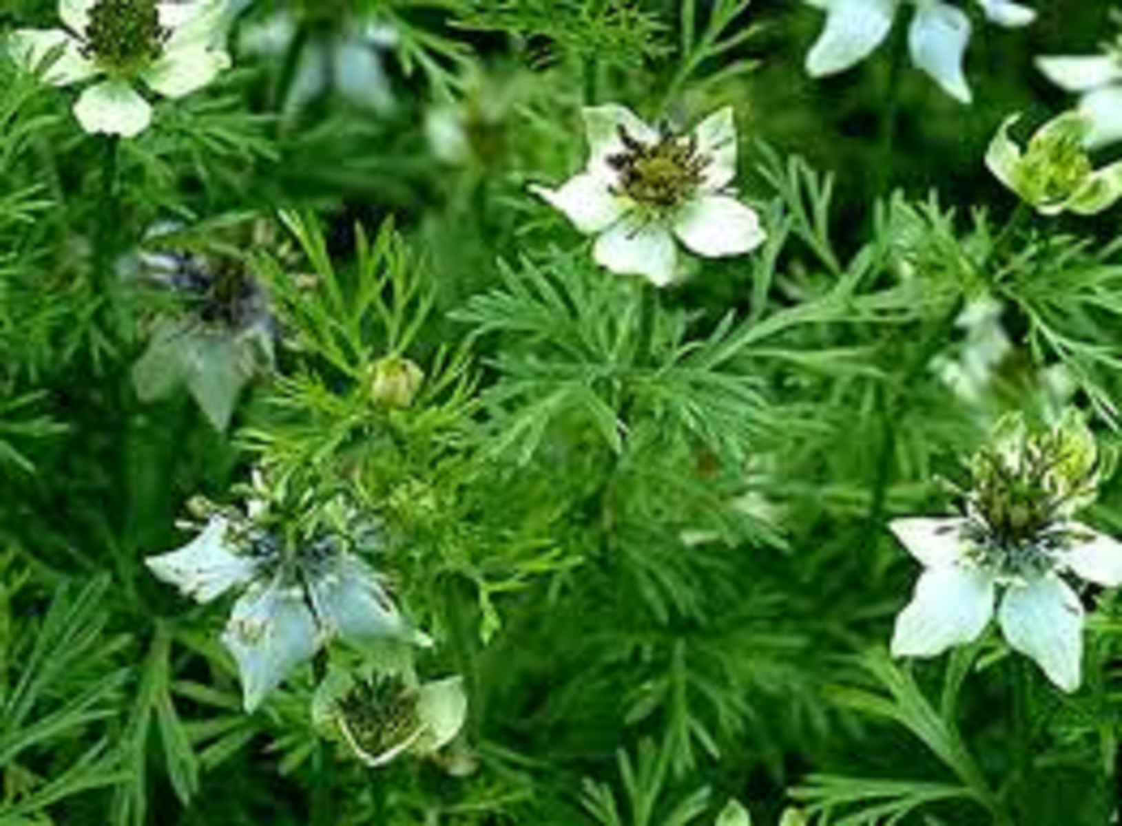 YERLİ ÇÖREKOTU TOHUMU 25 GR ORT 7500 AD TOHUM