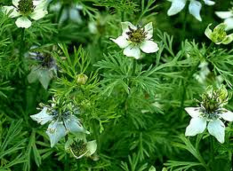 YERLİ ÇÖREKOTU TOHUMU 25 GR ORT 7500 AD TOHUM