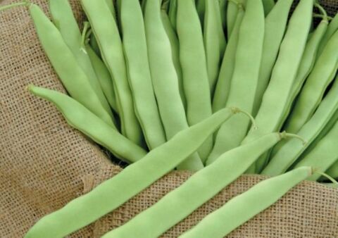 Yerli Ata Tohumu Sırık Şeker Fasulyesi 25 Gr