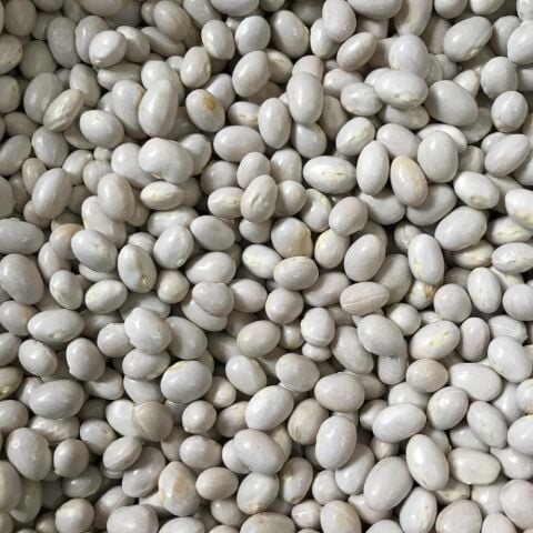 Yerli Ata Tohumu Oturak Güzlük Erken Fasulye 25 Gr