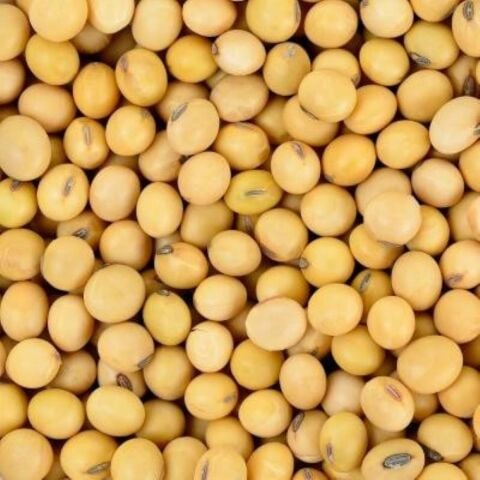 Yerli Ata Tohumu Soya Fasulyesi 25 Gr