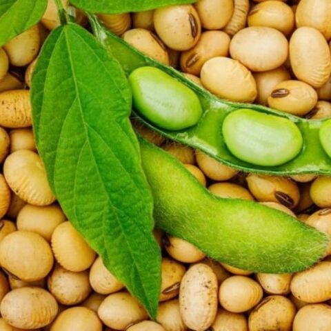 Yerli Ata Tohumu Soya Fasulyesi 25 Gr