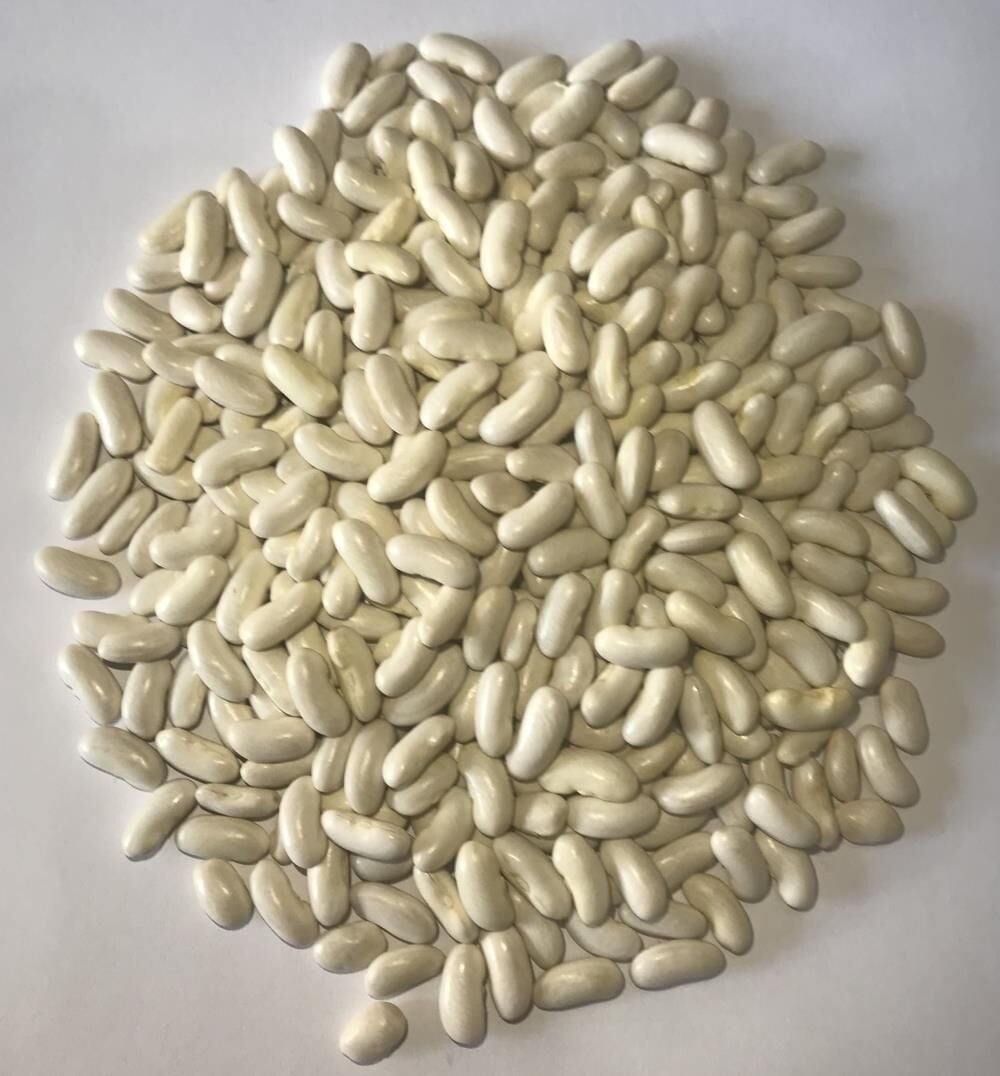 Yerli Ata Tohumu Oturak Horoz Fasulyesi 25 Gr