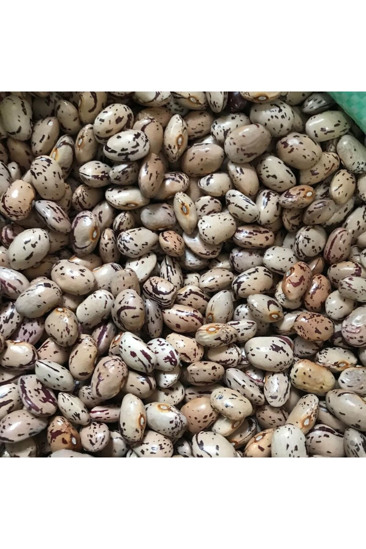 Yerli Ata Tohumu Sırık Barbunya 25 Gr (Yuvarlak İri Tane)