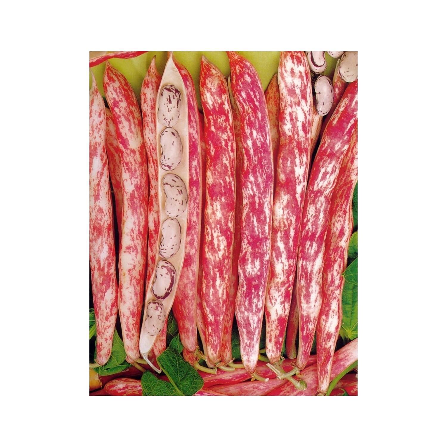Yerli Ata Tohumu Sırık Barbunya 25 Gr (Uzun Tohum)