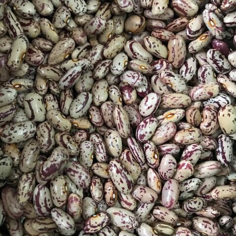 Yerli Ata Tohumu Sırık Barbunya 25 Gr (Uzun Tohum)