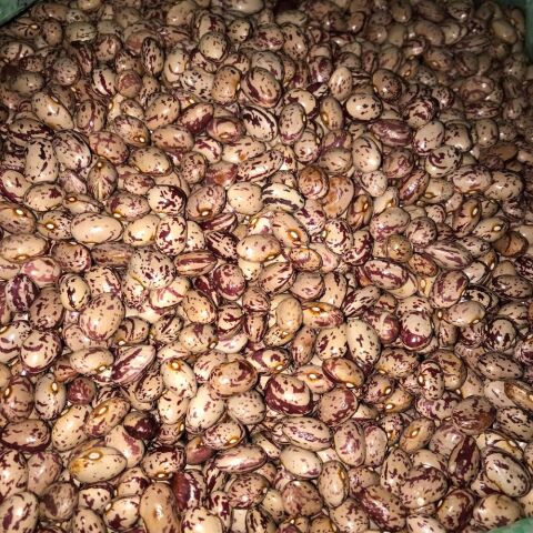 Yerli Ata Tohumu Sırık Barbunya 25 Gr (Yuvarlak Tohum)