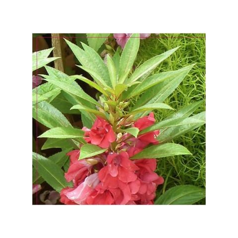 Türbe Çiçeği (Impatiens Balsamina) Çiçek Tohumu 30 Adet