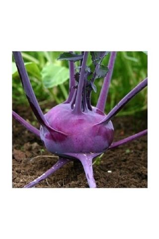 Karahasanoğlu Tarım Yerli Mor Alabaş Tohumu 5 Gr Ort 750 Ad Tohum
