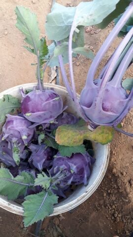 Yerli Mor Alabaş Tohumu 5 Gr Ort 1000 Ad Tohum