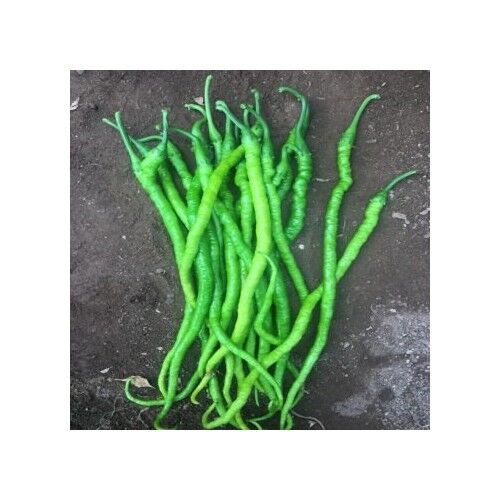 Yerli Kıl Tatlı Biber Tohumu 10 Gr (Ort 1200 Tohum)