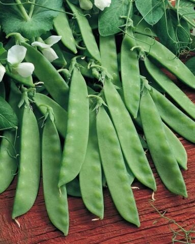 Yerli Yaprak Bezelye Tohumu 50 gr (Takribi 150 tohum) İlaçsız