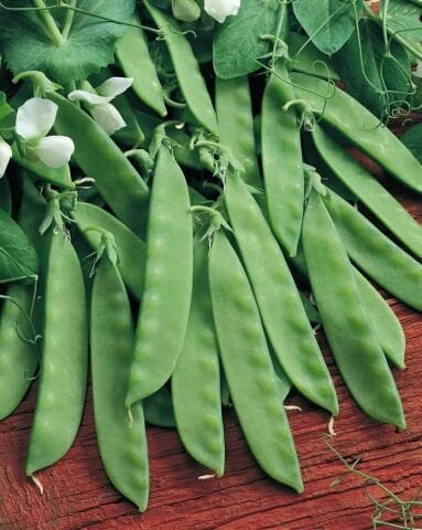 Yerli Yaprak Bezelye Tohumu 50 gr (Takribi 150 tohum) İlaçsız