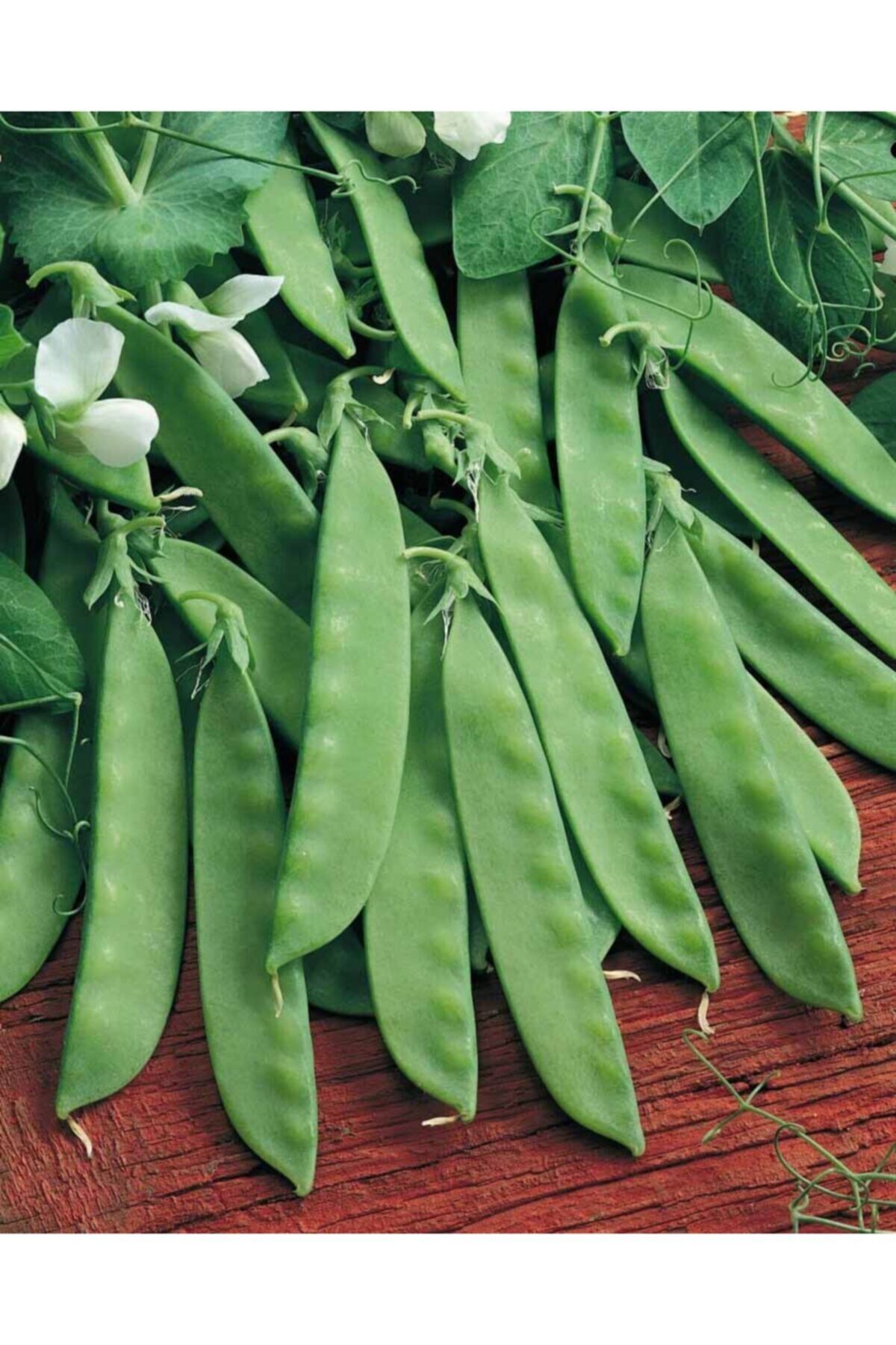 Karahasanoğlu Tarım Yerli Yaprak Bezelye Tohumu 50 Gr (takribi 150 Tohum)