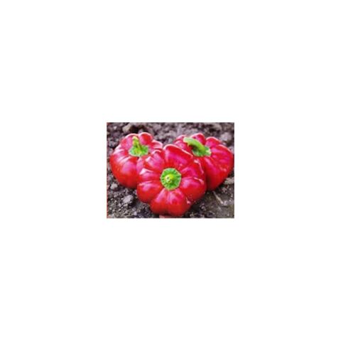 Domates Biberi Tohumu 5 gr Arzuman Tohumculuk
