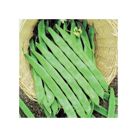 HELDA ENLİ SIRIK FASULYE TOHUMU 500 GR