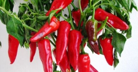 Yerli Orta Acı Maraş Biberi Tohumu 10 Gr Ort 1200 Ad Tohum