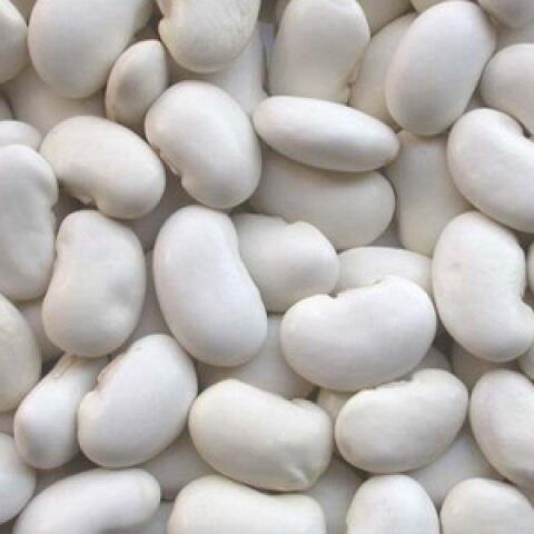 YERLİ BOMBAY İRİ TANE BEYAZ SIRIK FASULYE TOHUMU 500 GR