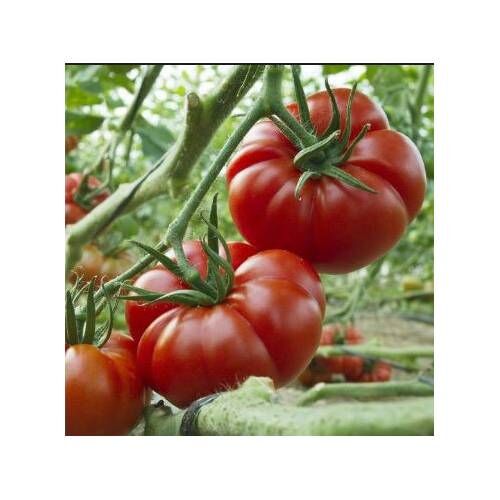 Yerli Köy Domatesi Tohumu (MARMANDE) 1 Gr (Ort 250 Ad Tohum)