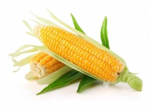 Yerli İri Tane Mısır Tohumu 100 Gr